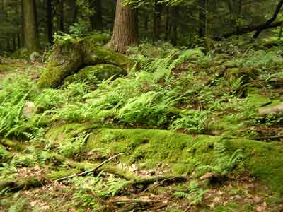 Potomac Highlands River Valley Mushrooms, Mosses, Lichens: Abrams Creek ...